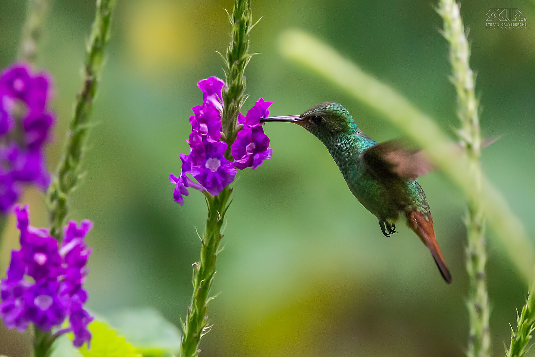 Arenal - Roodstaartamazilia Foto van een vliegende Roodstaartamazilia (Rufous-tailed hummingbird/Amazilia tzacatl). Kolibries hebben tijdens de vlucht het hoogste metabolisme van alle diersoorten. Hun hartslag kan oplopen tot 1260 slagen per minuut en ze slaan hun vleugels 15 tot 80 keer per seconde. Kolibries vliegen continu rond en het drinken nectar uit bloemen. Ze verbruiken meer nectar dan hun eigen gewicht per dag.<br />
 Stefan Cruysberghs